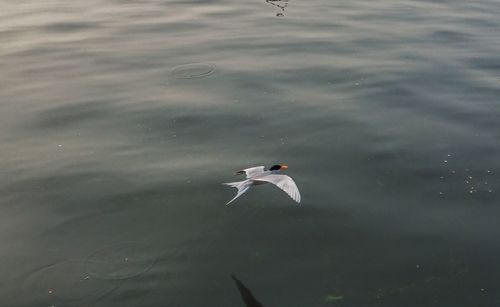 High angle view of swan swimming in lake