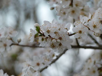 Close-up of white cherry blossom tree