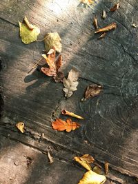 Leaves fallen on ground