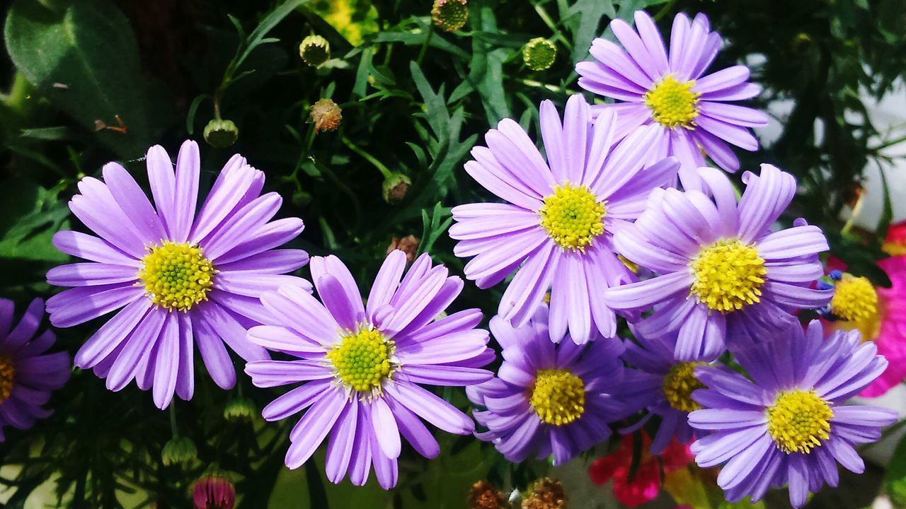 flower, petal, freshness, fragility, flower head, purple, beauty in nature, growth, blooming, pollen, plant, nature, close-up, high angle view, in bloom, yellow, focus on foreground, daisy, day, no people