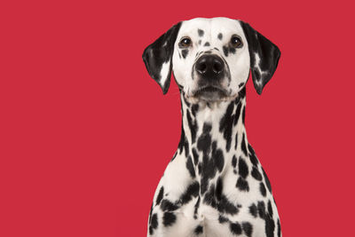 Portrait of dog against red background