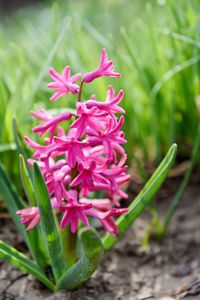 Close-up of pink flowers