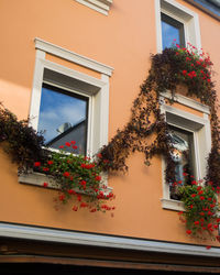 Potted plants on window of building