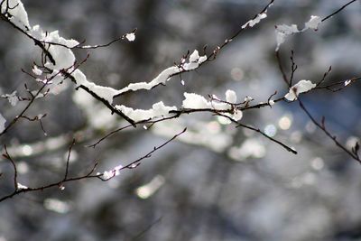 Low angle view of cherry blossom on branch