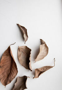 High angle view of dried leaves on white background