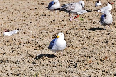 Seagulls perching on a land