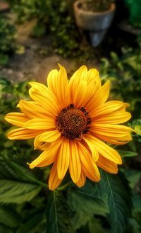 Close-up of yellow flower