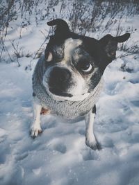 Portrait of dog in snow