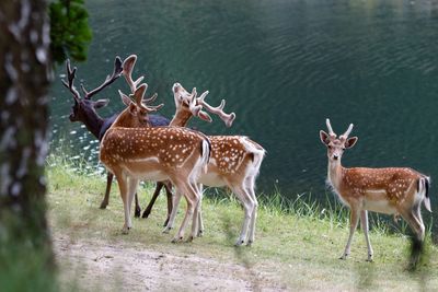 Deer standing at lakeshore