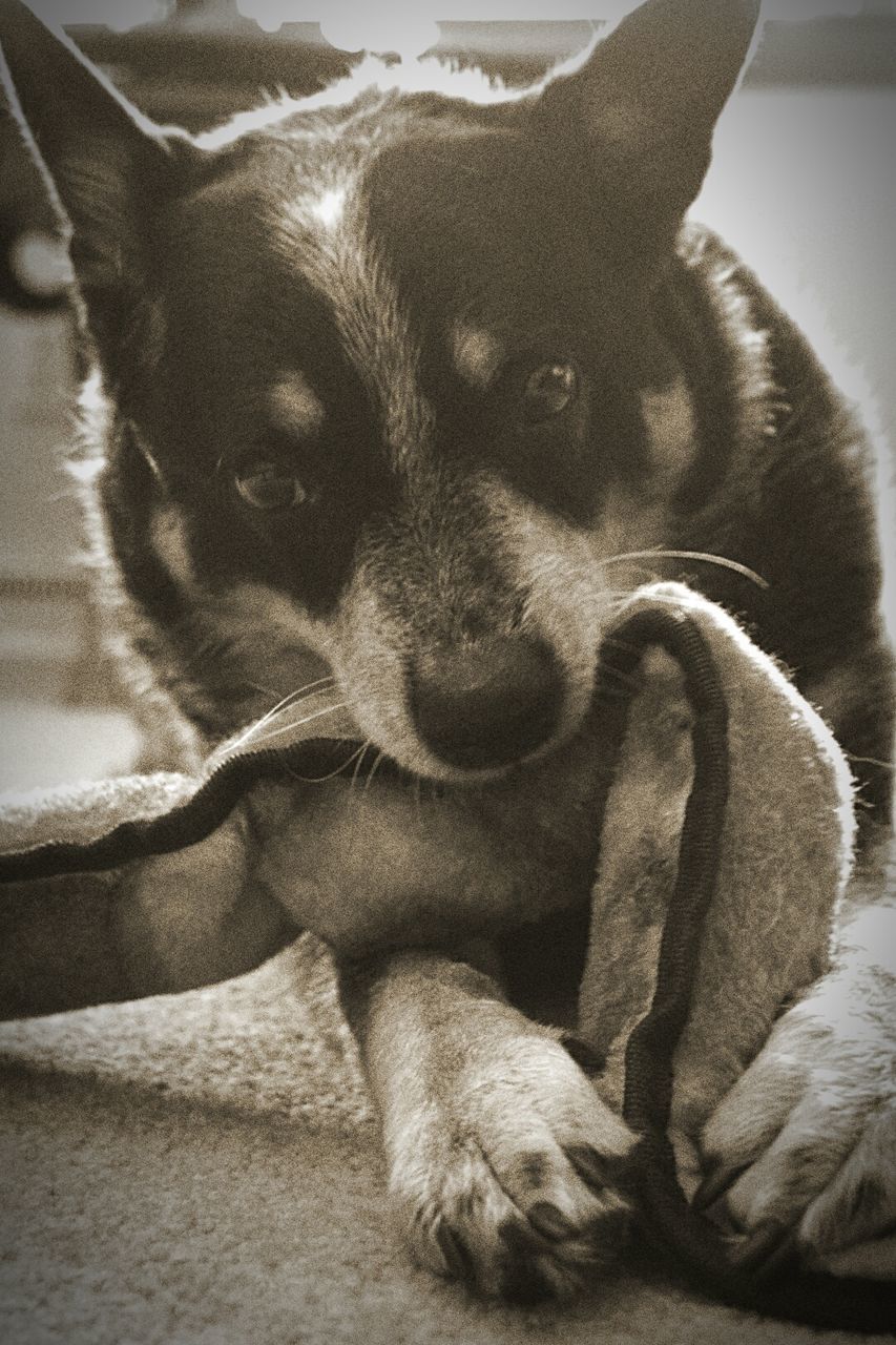 CLOSE-UP PORTRAIT OF DOG RELAXING ON BLANKET