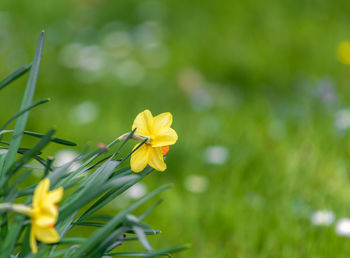 Close-up of yellow daffodil flower