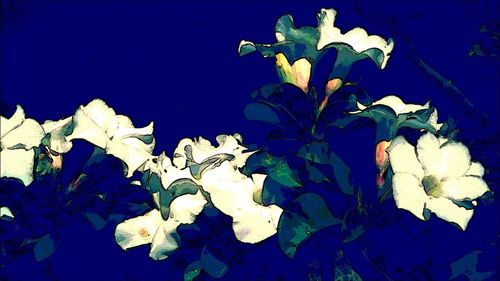 Close-up of flowers over black background