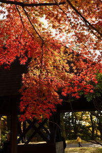 Low angle view of maple tree against orange sky