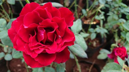 Close-up of red rose blooming outdoors