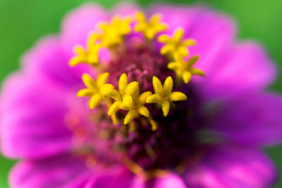 Close-up of purple flower blooming outdoors