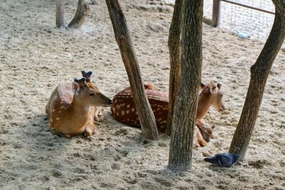 High angle view of sheep on ground