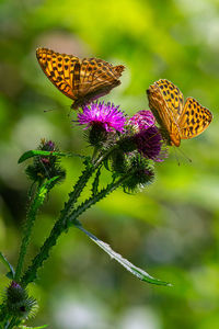 Close-up of butterfly pollinating on purple flower