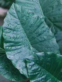 Close-up of wet leaves