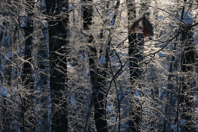 Bare trees in forest during winter