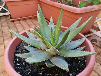 High angle view of succulent plant in pot