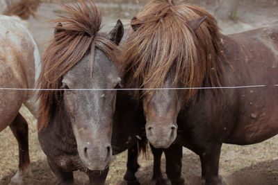 Horses standing in a field