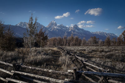 Panoramic shot of trees on field against sky