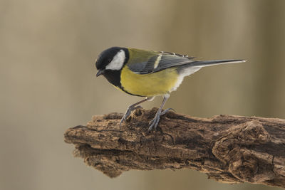 Close-up of great tit perching on wood