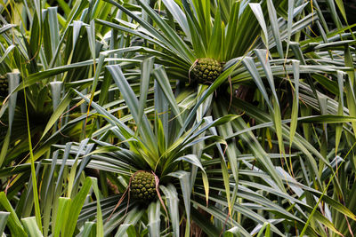 High angle view of bamboo plants