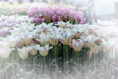 Close-up of white flowering plants