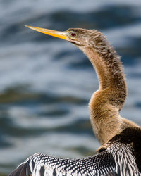 Close-up of anhinga bird