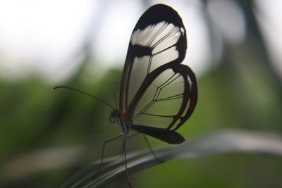 Close-up of butterfly on leaf