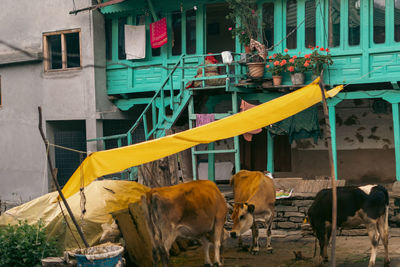 Cows on field