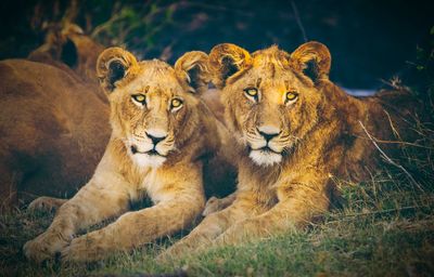 Close-up of squirrel on field