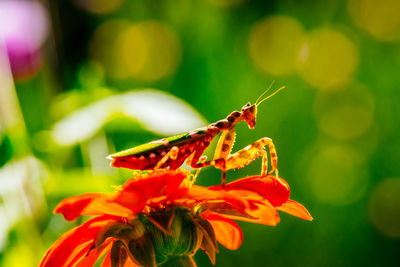 Close-up of butterfly pollinating on red flower