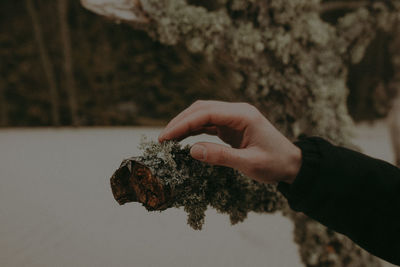 Close-up of hand holding tree