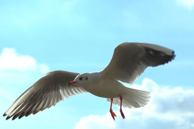 Low angle view of seagull flying against sky