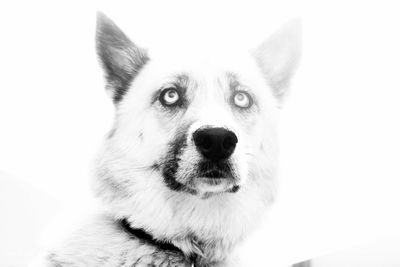Close-up portrait of dog
