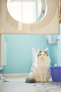 White cat sitting inside a laundry room 