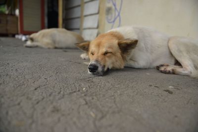 Portrait of dog lying down on floor