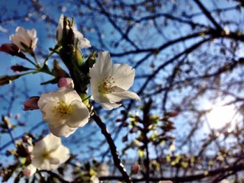 Low angle view of apple blossoms in spring