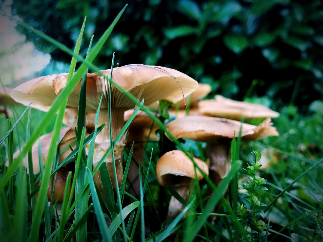 CLOSE-UP OF MUSHROOM GROWING IN FIELD