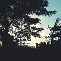 Low angle view of silhouette trees in forest against sky