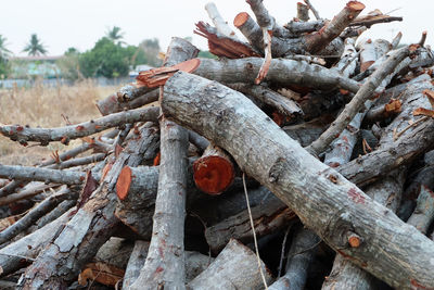 Close-up of tree trunk