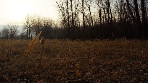 Dog on bare trees