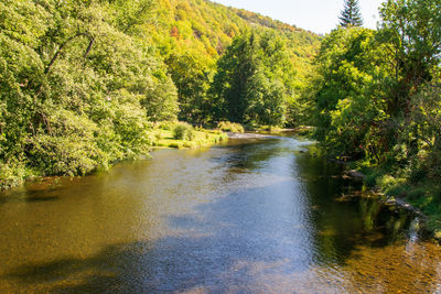 River flowing amidst trees in forest