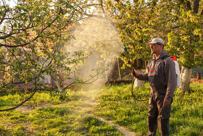 Treatment of trees from pests. fungicides and insecticides in a sprayer.