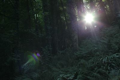 Sun shining through trees