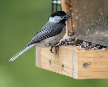 Sparrow perching on birdhouse