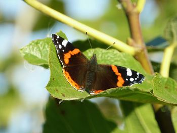 Close-up of butterfly on leaf