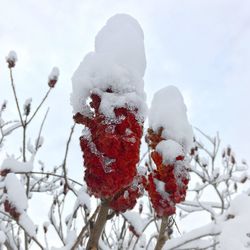 Close-up of snow covered plants